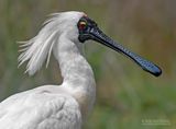 Koningslepelaar - Royal Spoonbill - Platalea regia