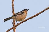 Grote Mierklauwier - Great antshrike - Taraba major