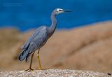 Witwangreiger - White-faced Heron - Egretta novaehollandiae
