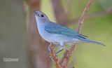 Sayacatangare - Sayaca Tanager - Thraupis sayaca