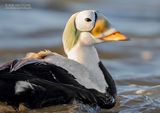 Brileider - Spectacled eider - Somateria fischeri