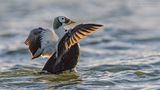 Brileider - Spectacled eider - Somateria fischeri