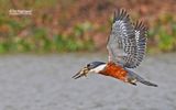 Amerikaanse reuzenijsvogel - Ringed Kingfischer - Megaceryle torquata