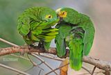 Blauwvoorhoofdamazone - Turquoise-fronted Amazone - Amazona aestiva