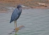 Kleine blauwe reiger - Little Blue Heron - Egretta caerulea