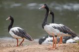 Ekstergans - Magpie goose - Anseranas semipalmata