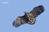 Zeearend - White-tailed Eagle - Haliaeetus albicilla