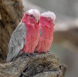 Roze Kaketoe - Galah - Eolophus roseicapilla