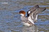 Nonnetje - Smew - Mergus albellus 