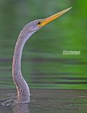 Amerikaanse Slangenhalsvogel - Anhinga - Anhinga anhinga