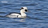 Nonnetje - Smew - Mergus albellus 