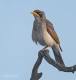 Witstuithoningeter  - Yellow-throated miner - Manorina flavigula