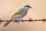 Fluithoningeter - Singing honeyeater - Gavicalis virescens