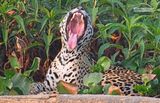Jaguar - Jaguar - Panthera onca
