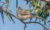 Gestreepte honingeter - Striped Honeyeater - Plectorhyncha lanceolata
