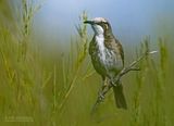 Goudkruinhoningeter - Tawny-crowned honeyeater - Gliciphila melanops