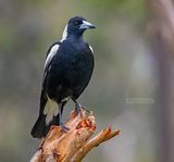Zwartrugfluitvogel - Australian Magpie - Gymnorhina tibicen