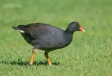 Zwart Waterhoen - Dusky Moorhen - Gallinula tenebrosa