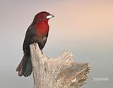 Fluweeltangare - Silver-beak Tanager - Ramphocelus carbo