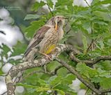 Geellelhoningeter - Yellow wattlebird - Anthochaera paradoxa
