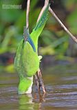 Monniksparkiet - Monk Parakeet - Myiopsitta monachus