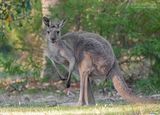 Grijze reuzenkangoeroe - Eastern grey kangaroo - Macropus giganteus