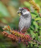 Huismus - House sparrow - Passer domesticus