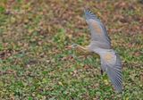 Fluitreiger - Whisling Heron - Syrigma sibilatrix