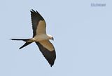 Zwaluwstaartwouw - Swallow-tailed Kite - Elanoides forficatus