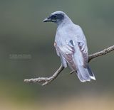 Australische rupsvogel - Black-faced cuckooshrike - Coracina novaehollandiae