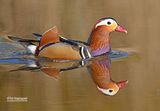 Mandarijneend - Manderin duck - Aix galericulata