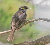 Geelmaskerhoningeter - Yellow-faced Honeyeater - Caligavis chrysops 