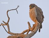 Wegbuizerd - Roadsitehawk - Rupornis magnirostris
