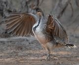Thermometervogel - Malleefowl - Leipoa ocellata