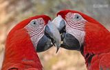 Groenvleugelara - Red-and-green Macaw - Ara chloropterus