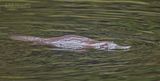 Vogelbekdier - Platypus - Ornithorhynchus anatinus