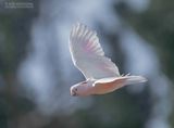 Incakaketoe - Pink Cockatoo - Cacatua leadbeateri