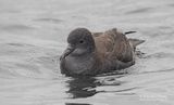 Dunbekpijlstormvogel - Short-tailed Shearwater - Ardenna tenuirostris