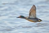 Wintertaling - Eurasian teal - Anas crecca