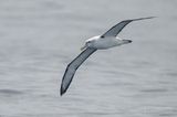 Witkapalbatros - Shy Albatross - Thalassarche cauta 