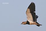 Chileense kievit - Southern lapwing - Quero quero