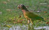 Maximiliaanmargrietje - Scaly-headed Parrot - Pionus maximiliani