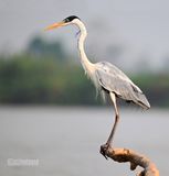 Sokoireiger - Cocoi Heron - Ardea cocoi