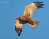 Bruine Kiekendief - Western Marsh Harrier - Circus aeruginosus