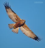 Bruine Kiekendief - Western Marsh Harrier - Circus aeruginosus