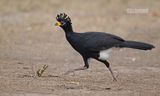 Maskerhokko - Bare-faced Curassow - Crax fasciolata