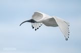Australische witte ibis - Australian white ibis - Threskiornis molucca
