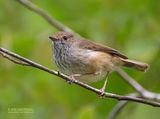 Bruine doornsnavel - Brown thornbill - Acanthiza pusilla