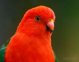 Australische Koningsparkiet - Australian King Parrot - Alisterus scapularis