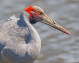 Brolgakraanvogel - Brolga - Antigone rubicunda